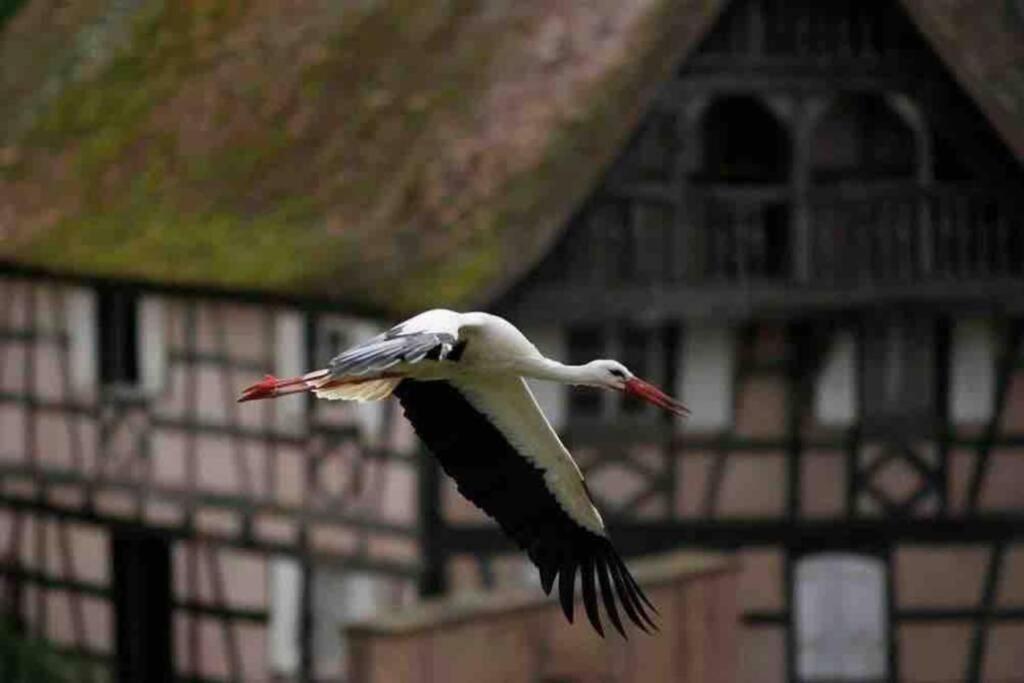 Appartement Coeur Alsace à Colmar Extérieur photo